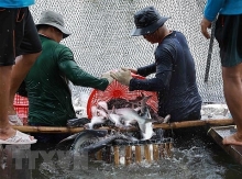 Xuất khẩu thủy sản của cả nước trong 9 tháng năm 2022 tăng 38%