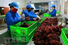 Xây dựng chuỗi giá trị nông sản để tận dụng cơ hội xuất khẩu