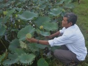 Khánh Hòa: Làm giàu từ sen