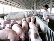 Giá heo tiếp tục giảm mạnh