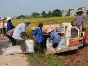 Đẩy nhanh thu mua, tiêu thụ lúa gạo