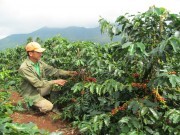 Quảng Trị: Bỏ túi trăm triệu nhờ giá cà phê đầu vụ cao kỷ lục trong 10 năm