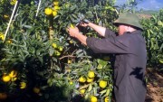 Không phát triển ồ ạt, tìm đầu ra bền vững cho cam Cao Phong