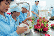 Xuất trên 10 nghìn tấn quả tươi vào thị trường khó tính