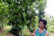 Tây Nguyên: Bơ booth được mùa, được giá