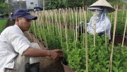 Người trồng hoa tết lo “mất ăn” do thời tiết