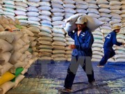 Thị trường lúa gạo rơi vào tình trạng ảm đạm do cung lớn hơn cầu