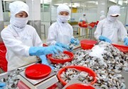 Xuất khẩu tôm có thể tăng mạnh trong những tháng cuối năm
