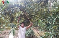 Thương lái ngừng mua trái sầu riêng, nhà vườn “kêu cứu”