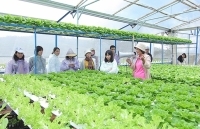 Phát triển chuỗi giá trị nông nghiệp: Doanh nghiệp giữ vai trò chủ đạo