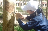 Cao su Việt Nam tăng thị phần ở Trung Quốc