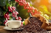 Giá cà phê có xu hướng tăng