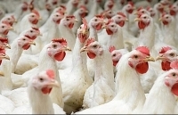 Giá gà tăng vọt