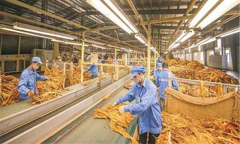 Giấy phép sản xuất thuốc lá có thời hạn 5 năm