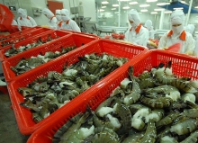 Chớp cơ hội xuất khẩu tôm sang EU