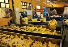 Dự báo xuất khẩu cao su trong quý cuối năm vẫn gặp khó