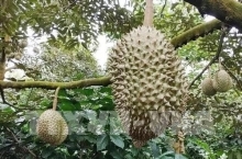 Nâng sức cạnh tranh cho trái sầu riêng xuất khẩu