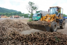 Thu “tỷ đô” từ xuất khẩu sắn và sản phẩm