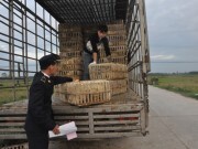Hà Nội: Tăng cường kiểm soát gia cầm từ cửa ngõ phía Tây