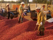 Cà phê Việt Nam: Thua thiệt do cạnh tranh yếu