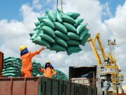 Nâng cao chất lượng gạo xuất khẩu - Kỳ I: Gạo Việt trước cơ hội lớn
