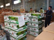 Kiên quyết dẹp “nạn” phân bón giả - Kỳ II: Hàng kém chất lượng “nhiễu loạn” thị trường