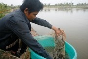 ĐBSCL: Giá tôm thẻ chân trắng cao kỷ lục, người nuôi không có tôm bán