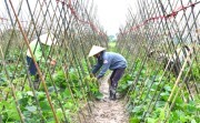 Phân loại và đánh giá hợp tác xã nông nghiệp