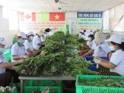 Giá rau tăng phi mã, nguy cơ thiếu hàng tết