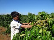 Giá thấp, cà phê Việt Nam vẫn gặp khó trong vài tháng tới