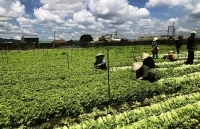 MM Mega Market Việt Nam: Thúc đẩy liên kết sản xuất và tiêu thụ nông sản Việt