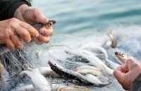 Năm 2019- dấu mốc quan trọng cho tương lai của ngành thủy sản thế giới