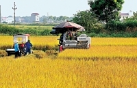 Tăng trưởng trong nông nghiệp: Nhanh nhưng chưa chắc