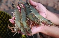 Xuất khẩu tôm sang EU: Cần sớm xây dựng thương hiệu