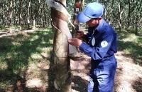 Xuất khẩu cao su lấy lại đà tăng trưởng