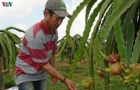 Giá thanh long Bình Thuận tăng gấp đôi so với đầu vụ