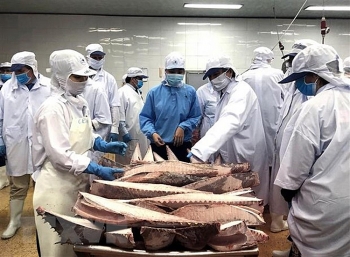 Khắc phục khó khăn để giữ thị trường xuất khẩu cá ngừ