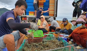 Phú Yên: Tôm hùm khan hiếm, giá tăng đạt đỉnh