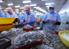 Tôm Việt bền bỉ giữ thị trường