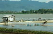 Ngành tôm: Bứt phá nửa cuối năm?