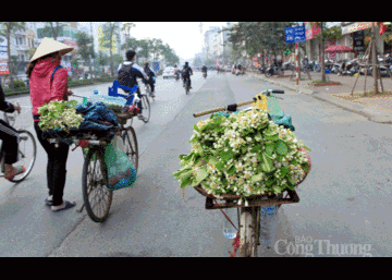 Nồng nàn những gánh hoa bưởi đầu mùa trên phố Hà Nội