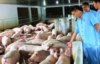 Bộ Công Thương khuyến cáo người tiêu dùng không nên hoang mang trong sử dụng thịt lợn