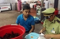 Quản lý thị trường Quảng Ninh xử lý 2 cửa hàng vi phạm kinh doanh tôm càng đỏ