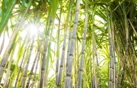 Chính sách cho ngành mía đường: Bài toán khó giải? Kỳ 1: Chính sách tại các nước khu vực Đông Nam Á