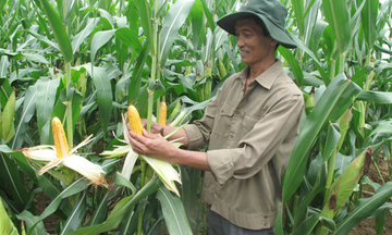 Công nghệ mới giúp bảo vệ năng suất cây trồng