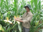 Monsanto - Top 12 Bảng xếp hạng Xanh Newsweek 2016