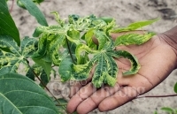 Ồ ạt trồng mì, nông dân thiệt hại kép