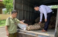 Tăng cường phối hợp phòng, chống dịch bệnh viêm phổi cấp và dịch tả lợn Châu Phi