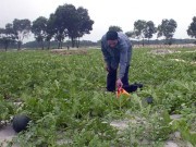 Tiền Giang: Nông dân trồng dưa hấu Tết hồi hộp chờ giá