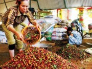 Cà phê Việt: Gian nan xây dựng thương hiệu
